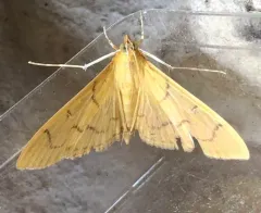 Alamo Moth thumbnail 1