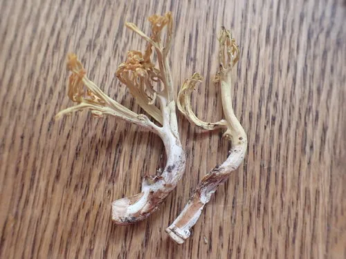 Ramaria cystidiophora