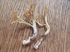 Ramaria cystidiophora thumbnail 1