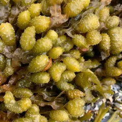 Spiral Wrack thumbnail 3
