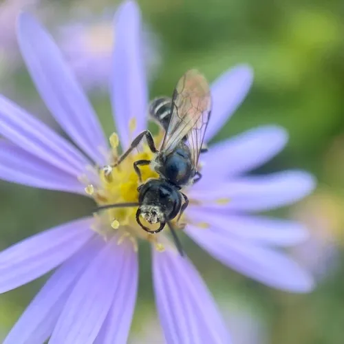 Leathery Sweat Bee