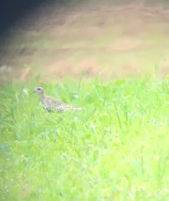 Pacific Golden-Plover thumbnail 2