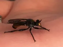 Scorpion Laphria thumbnail 3