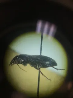 Pterostichus permundus thumbnail 2