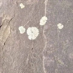Golden Moonglow Lichen thumbnail 2