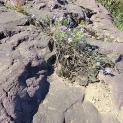 Aromatic Aster thumbnail 2