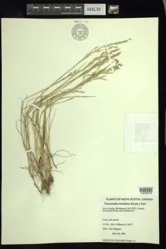 Common Saltmarsh-grass thumbnail 3