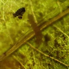 Cameraria picturatella thumbnail 4