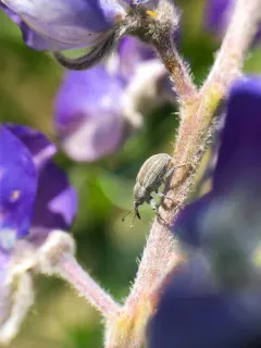 Tychius lineellus thumbnail 2