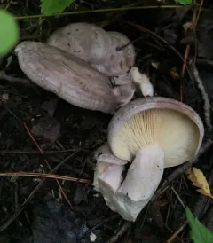Circled Milkcap thumbnail 2