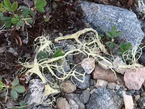 Strapping Witch's Hair Lichen