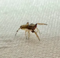 Hammer-jawed Jumping Spider thumbnail 2