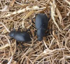 Eleodes humeralis thumbnail 2