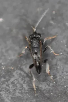 Evaniella semaeoda thumbnail 4
