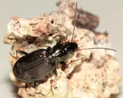 Agonum ferreum thumbnail 1