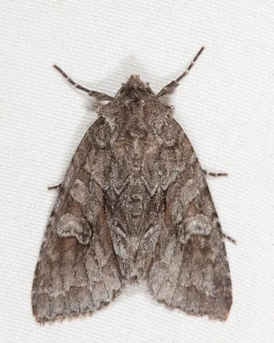 Broad Sallow
