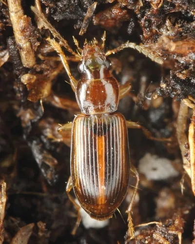 Rock-dwelling Harp Ground Beetle