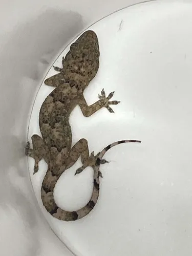 Tropical House Gecko