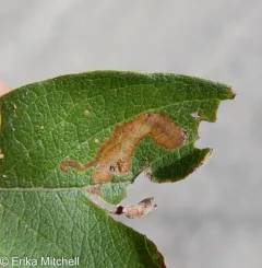 Aulagromyza luteoscutellata thumbnail 2