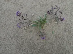 Arctic False Wallflower thumbnail 2