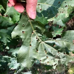 Polystepha globosa thumbnail 2