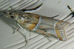 Lipographis fenestrella thumbnail 2