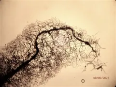 Comatricha sinuatocolumellata thumbnail 3
