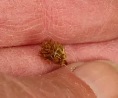 long-bracted sedge thumbnail 3