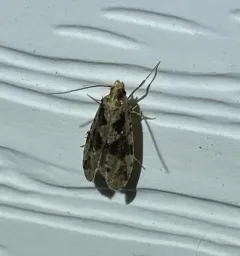 Banded Scardiella thumbnail 2