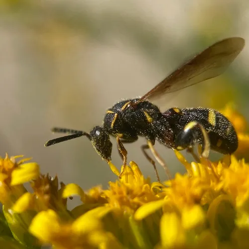 Leucospis affinis