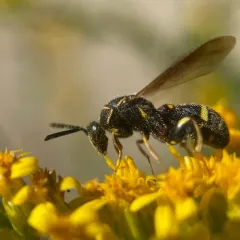 Leucospis affinis thumbnail 1