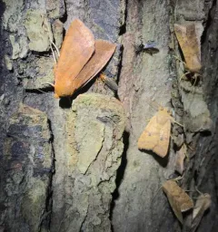 Roadside Sallow thumbnail 4