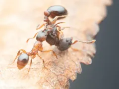 Incomplete Furrowed Ant thumbnail 2