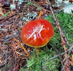 Larch Bolete thumbnail 4