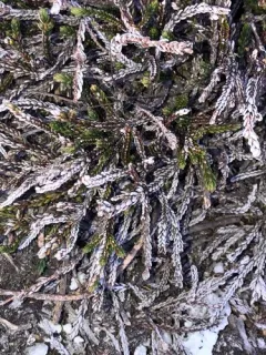 Rhysodromus alascensis thumbnail 2