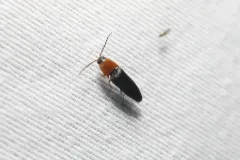 Megapenthes nigriventris thumbnail 3