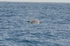 Baird's Beaked Whale thumbnail 2