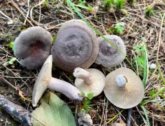 Lactarius hibbardiae thumbnail 3