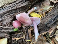 Rosy Bonnet thumbnail 2