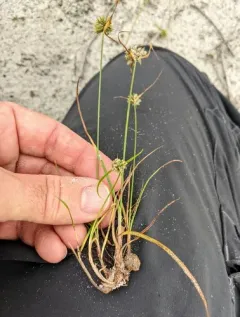 Gray's Flatsedge thumbnail 3