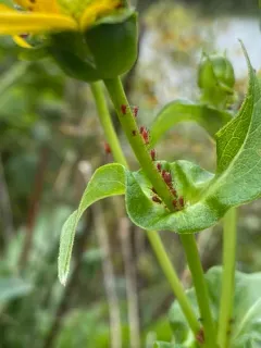 Brown Ambrosia Aphid thumbnail 2
