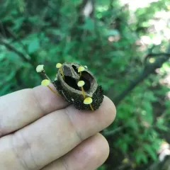 Walnut Mycena thumbnail 2