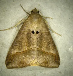 Small Mocis Moth thumbnail 4