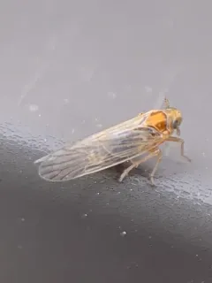Muirodelphax arvensis thumbnail 2