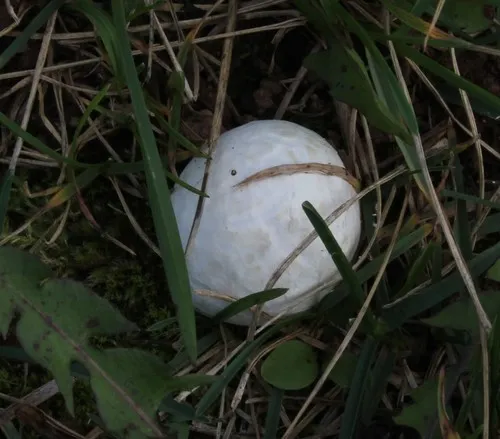 Lead-grey Puffball