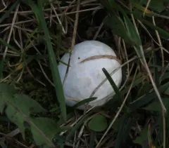 Lead-grey Puffball thumbnail 1