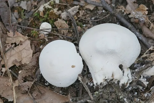 flaky puffball