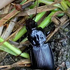 Rain Beetle thumbnail 3