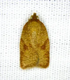 Acleris kearfottana thumbnail 2