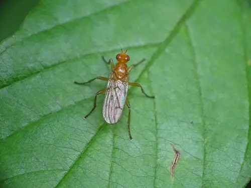 Dryomyza simplex